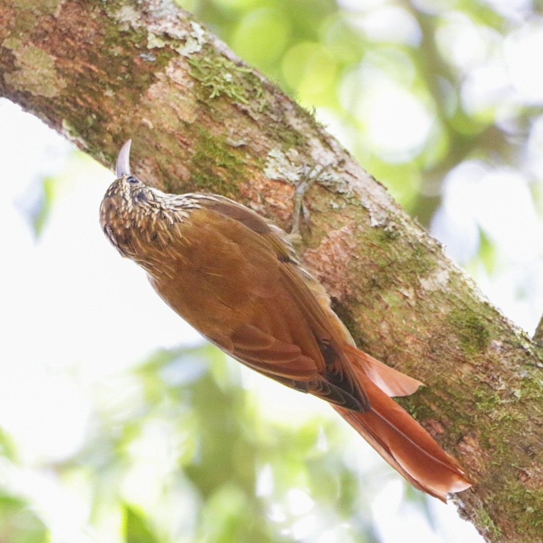 paranátreløper - ML631937581