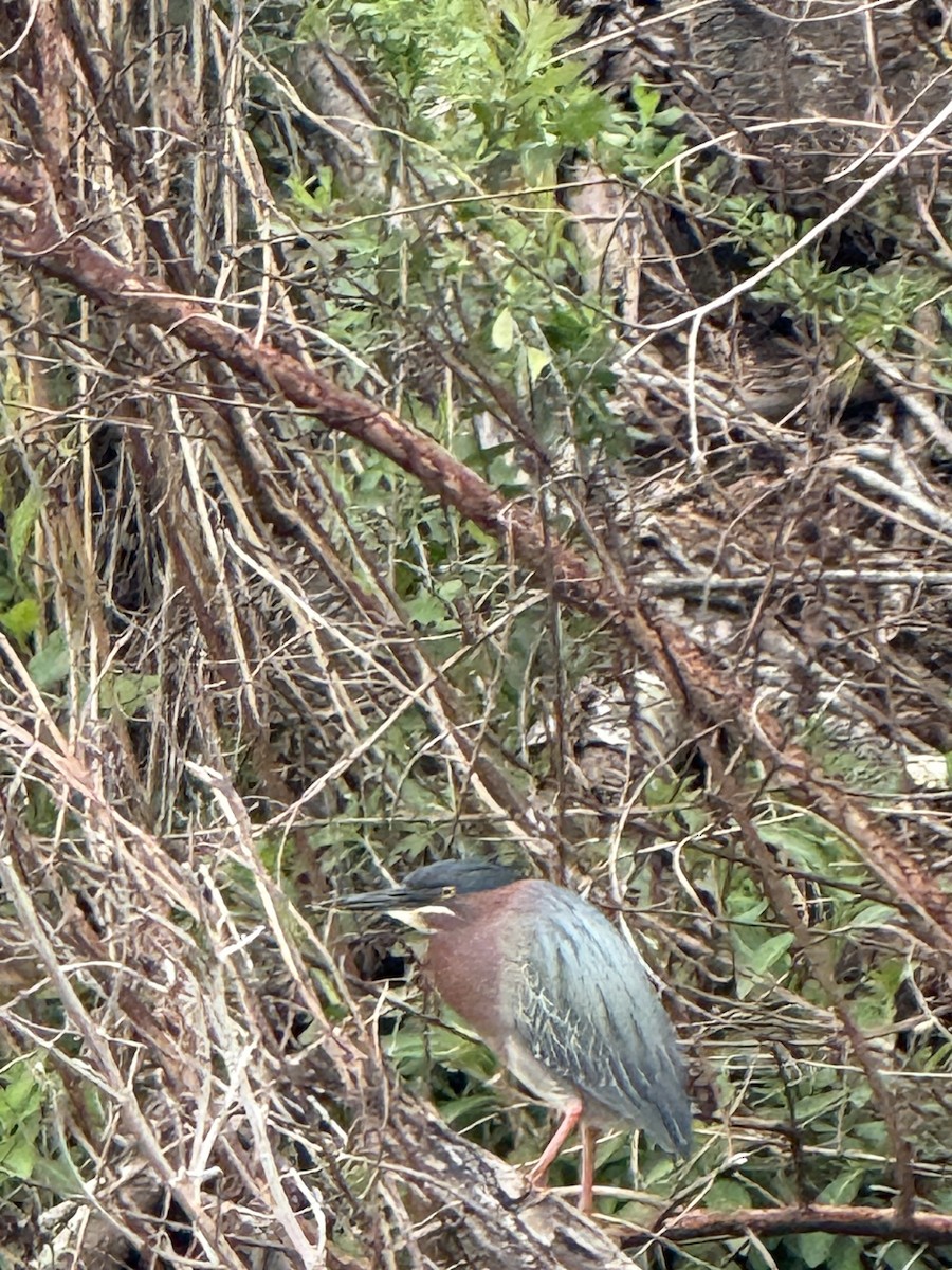Green Heron - ML631937616