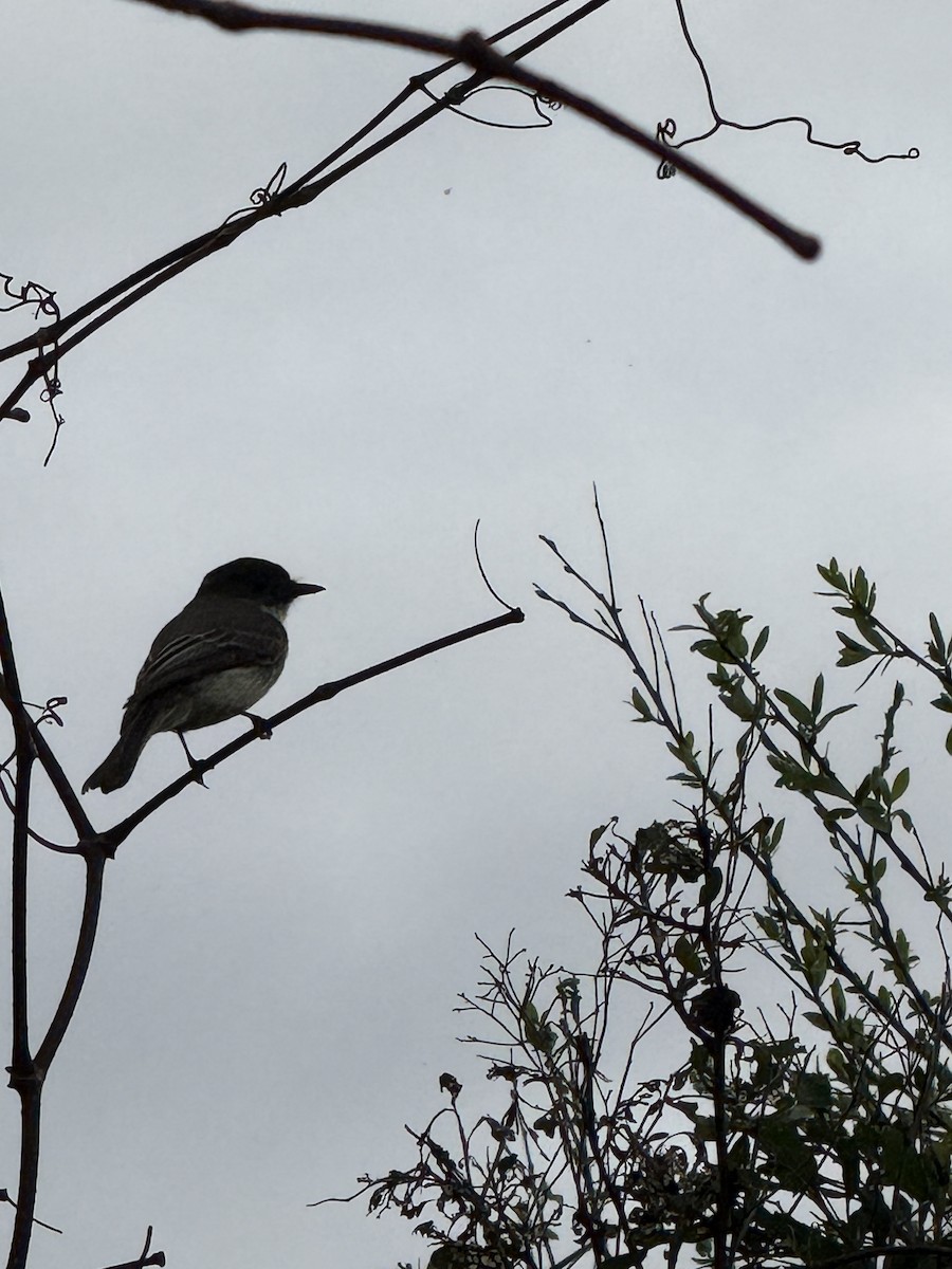 Eastern Phoebe - ML631937630