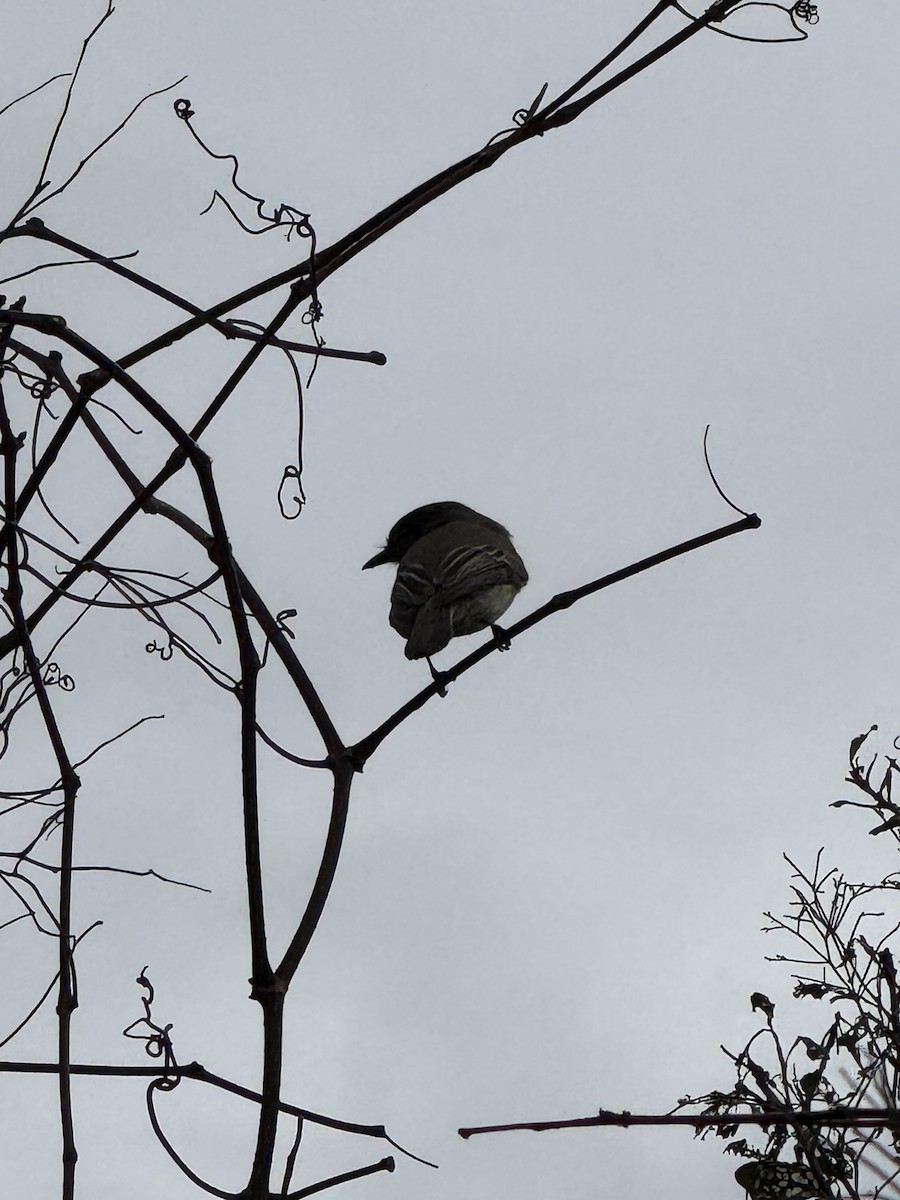Eastern Phoebe - ML631937631