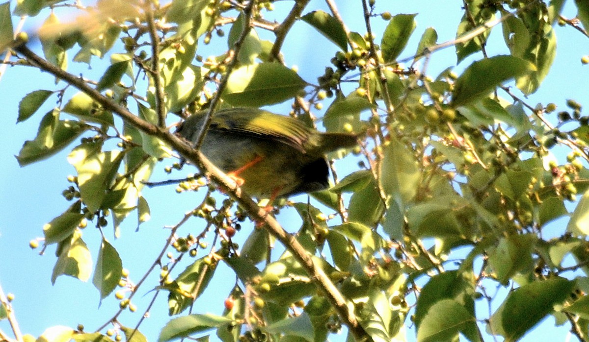 Pale-eyed Pygmy-Tyrant - ML631937642