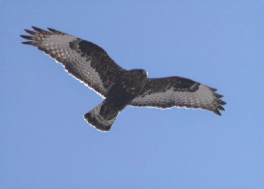 Rough-legged Hawk - ML631937645