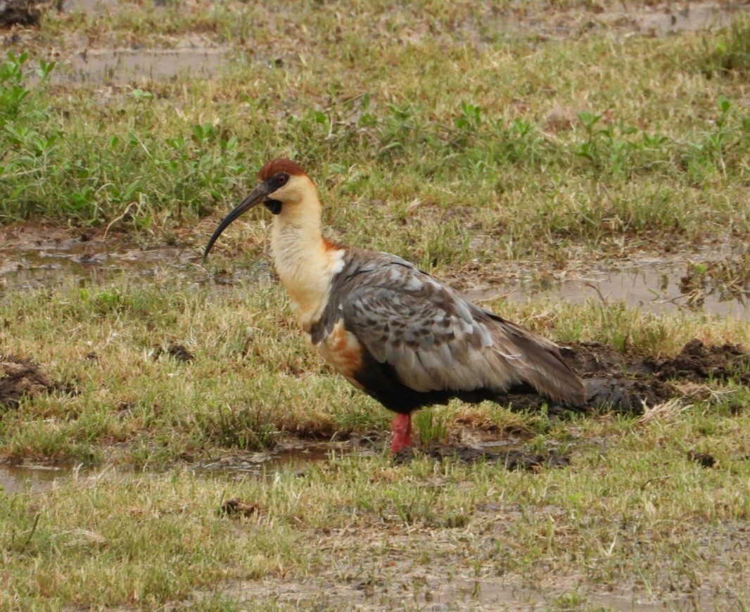 Black-faced Ibis - ML631937701