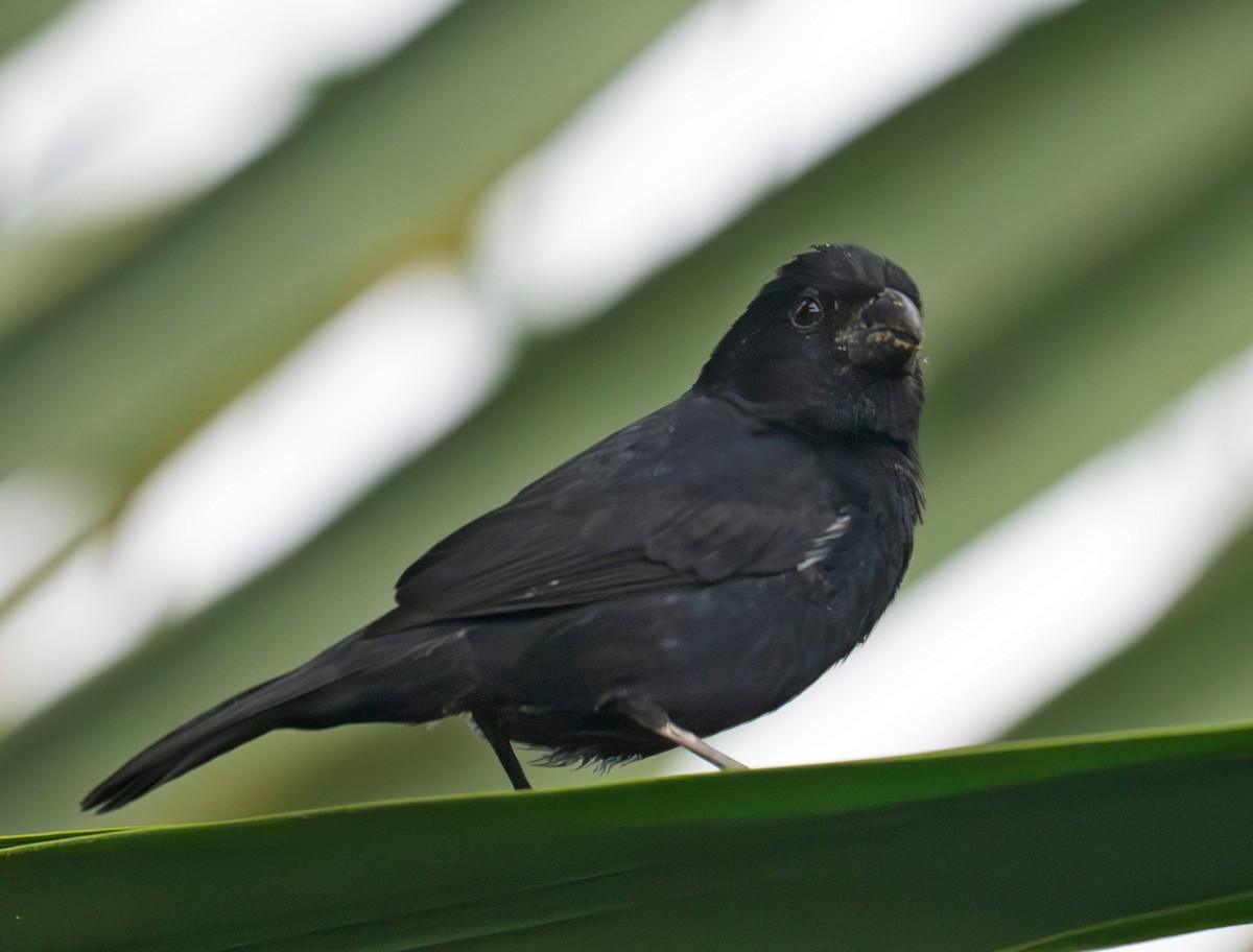 Variable Seedeater - ML631937822