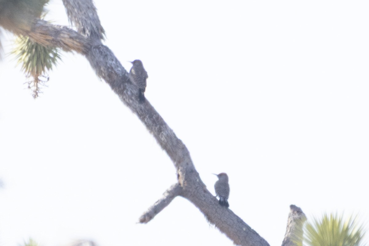 Gilded Flicker - ML631937894