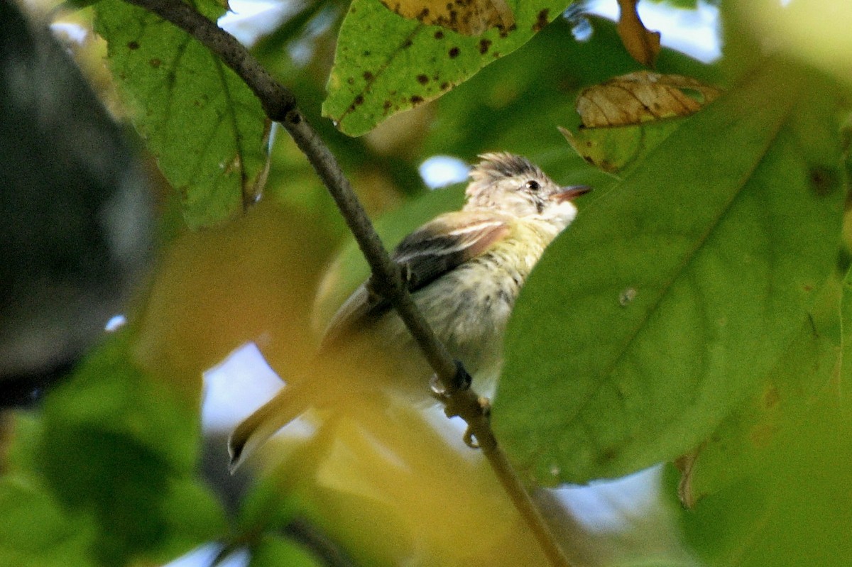 Yellow-olive Flatbill - ML631937898
