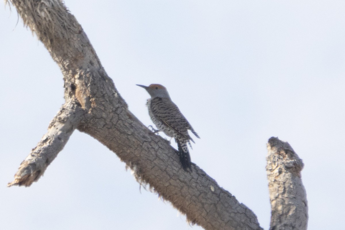 Gilded Flicker - ML631937900