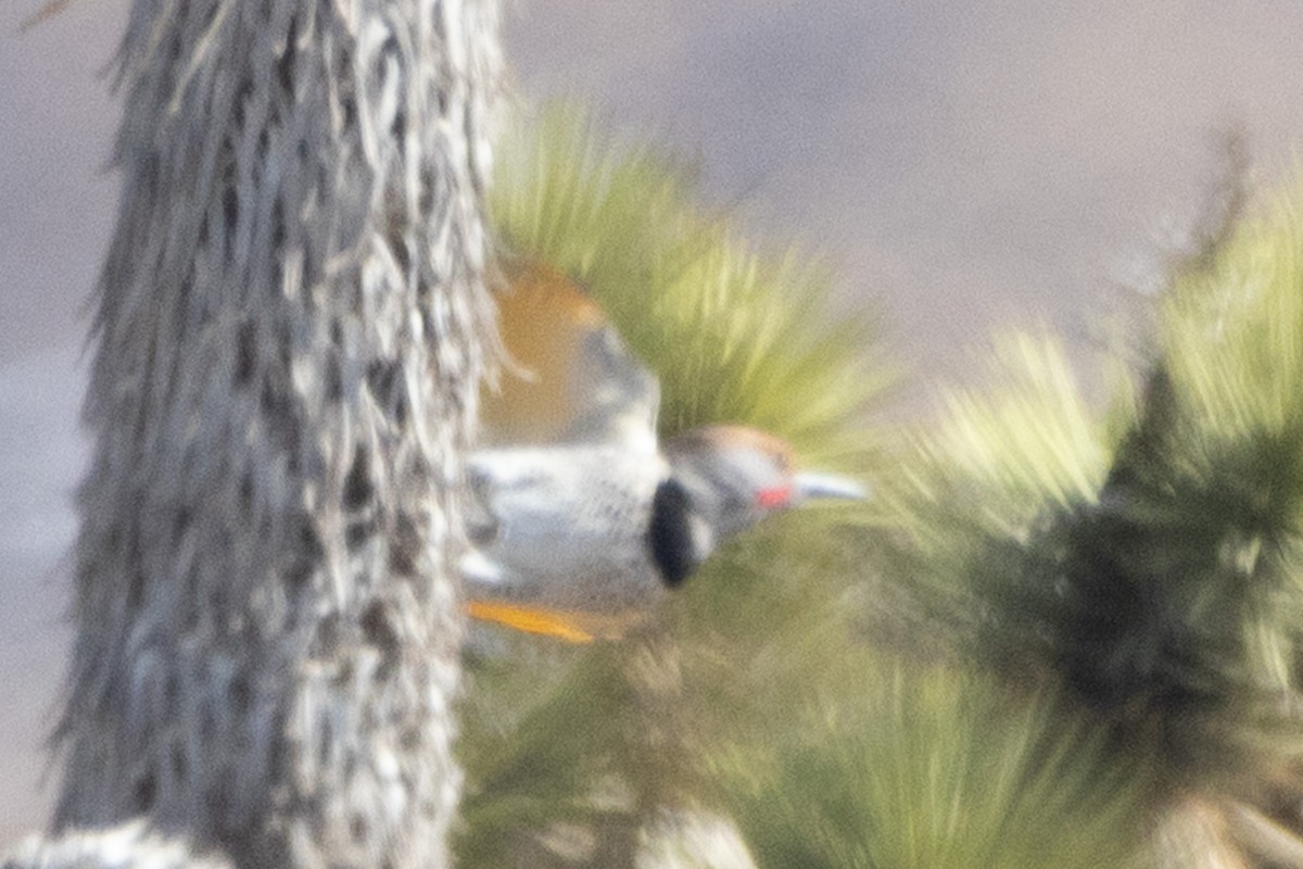 Gilded Flicker - ML631937902