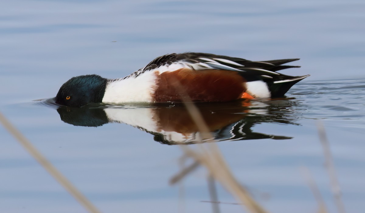Northern Shoveler - ML631938058