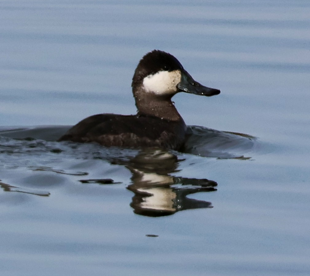 Ruddy Duck - ML631938069
