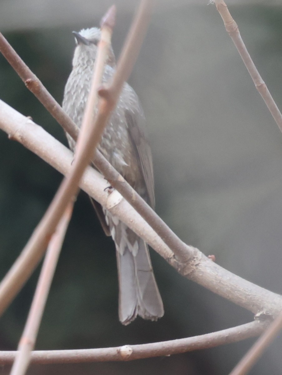 Brown-eared Bulbul - ML631938407