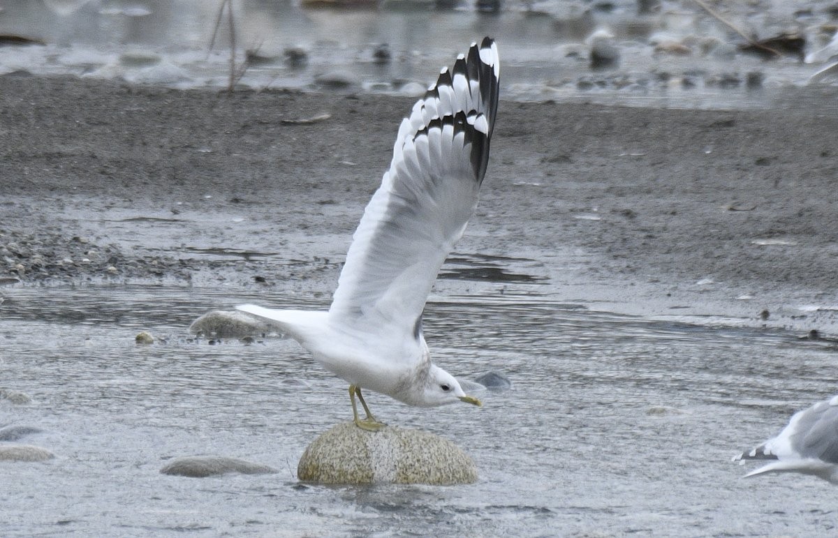 Short-billed Gull - ML631938584