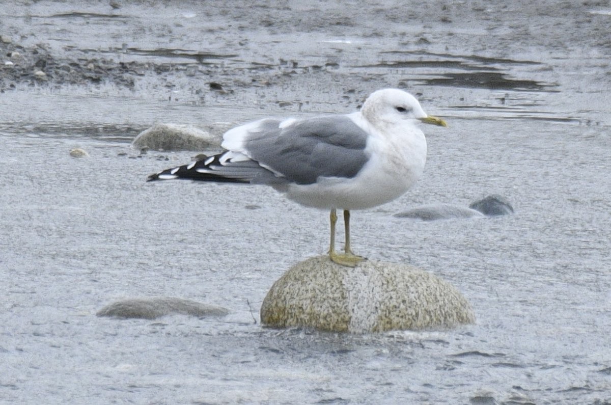 Short-billed Gull - ML631938585