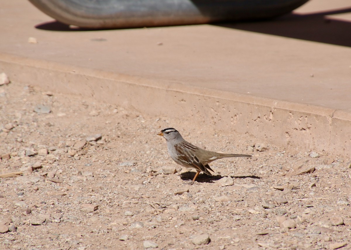 White-crowned Sparrow - ML631938805