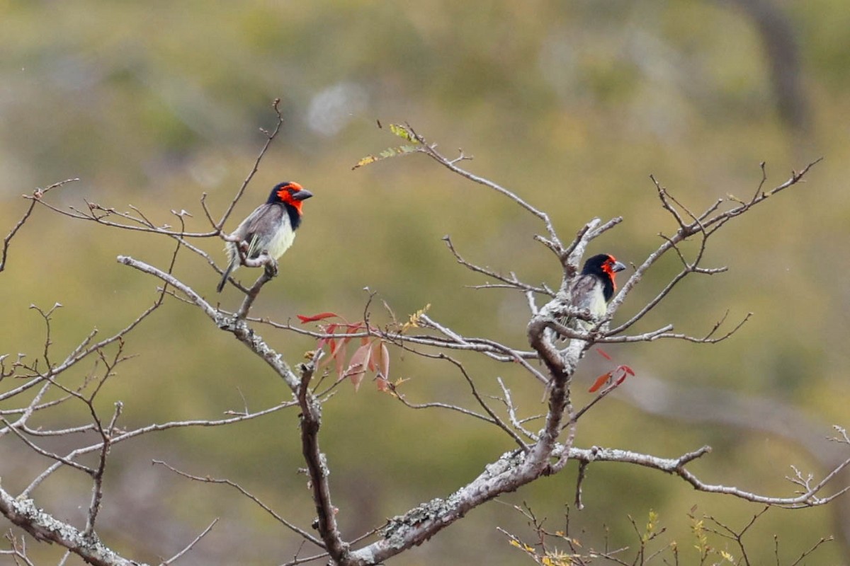 Black-collared Barbet - ML631938962