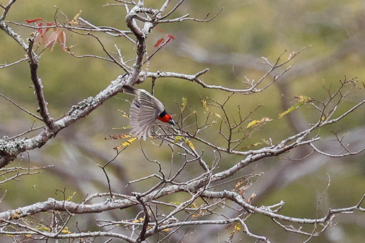 Black-collared Barbet - ML631938963