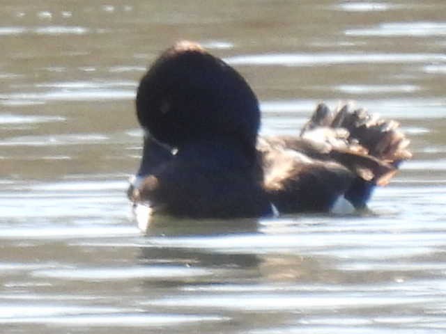 Ring-necked Duck - ML631939043