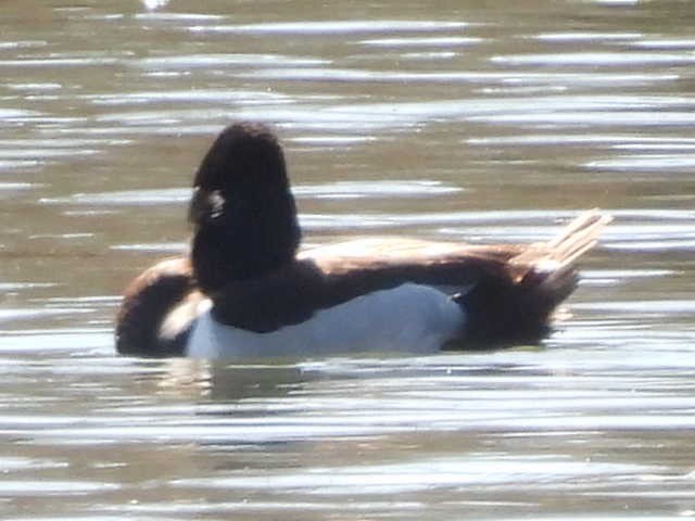 Ring-necked Duck - ML631939044