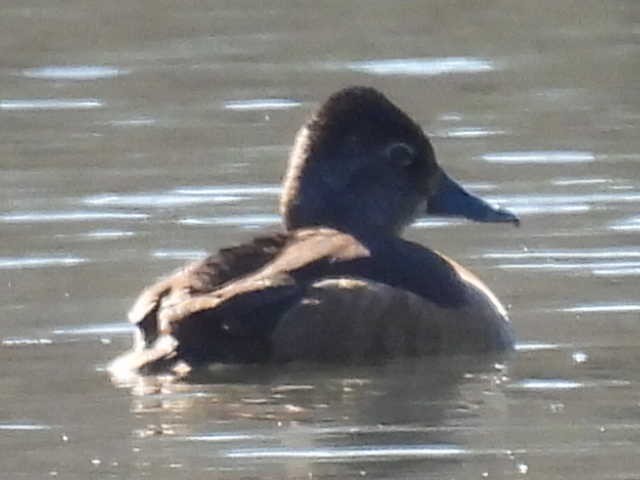 Ring-necked Duck - ML631939045