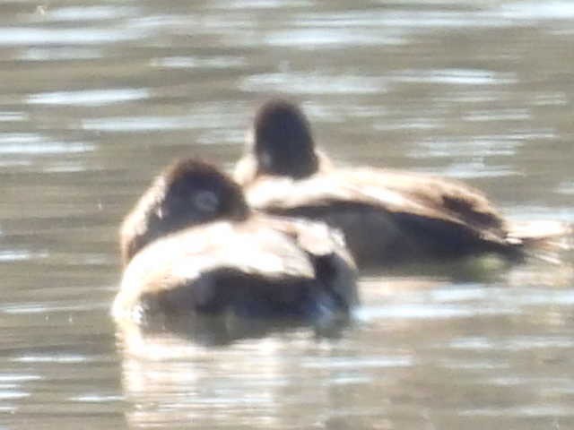 Ring-necked Duck - ML631939046