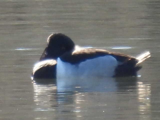 Ring-necked Duck - ML631939047