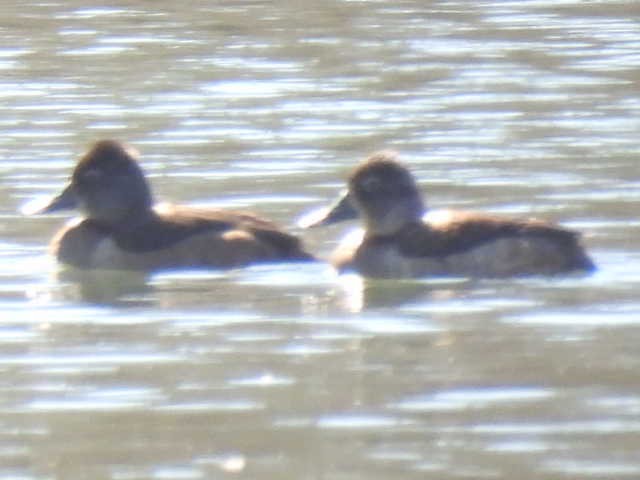 Ring-necked Duck - ML631939048