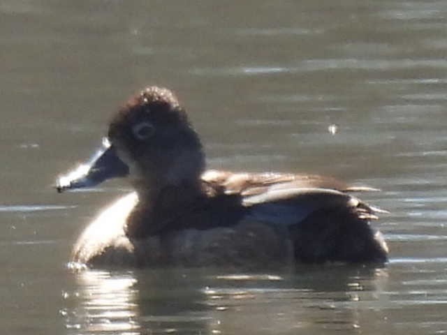 Ring-necked Duck - ML631939049