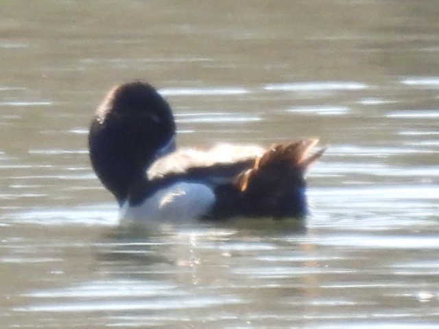 Ring-necked Duck - ML631939050