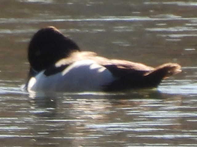 Ring-necked Duck - ML631939051