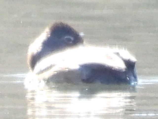 Ring-necked Duck - ML631939052