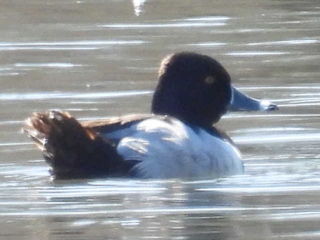 Ring-necked Duck - ML631939053