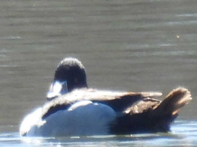 Ring-necked Duck - ML631939054