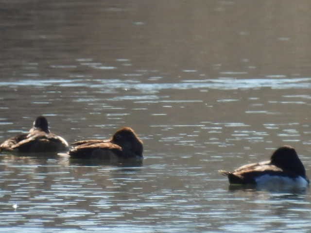 Ring-necked Duck - ML631939055