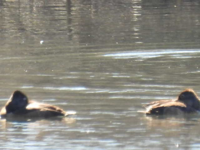 Ring-necked Duck - ML631939057