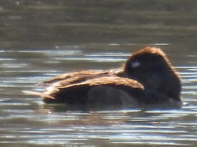 Ring-necked Duck - ML631939058