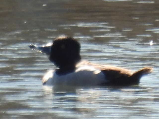 Ring-necked Duck - ML631939059