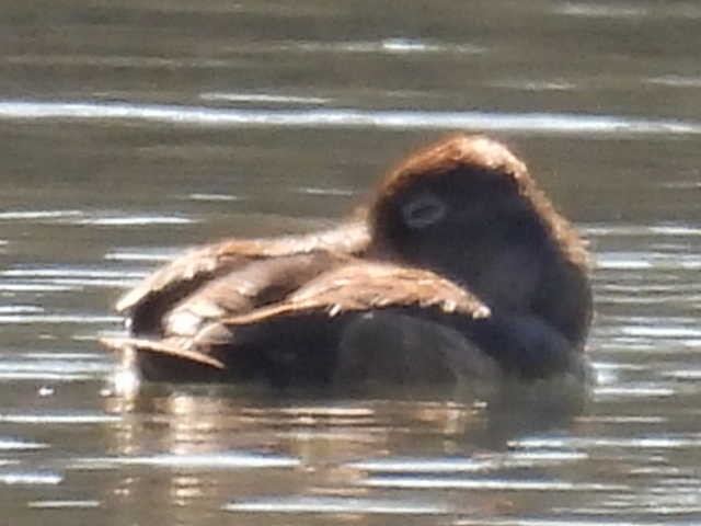 Ring-necked Duck - ML631939060