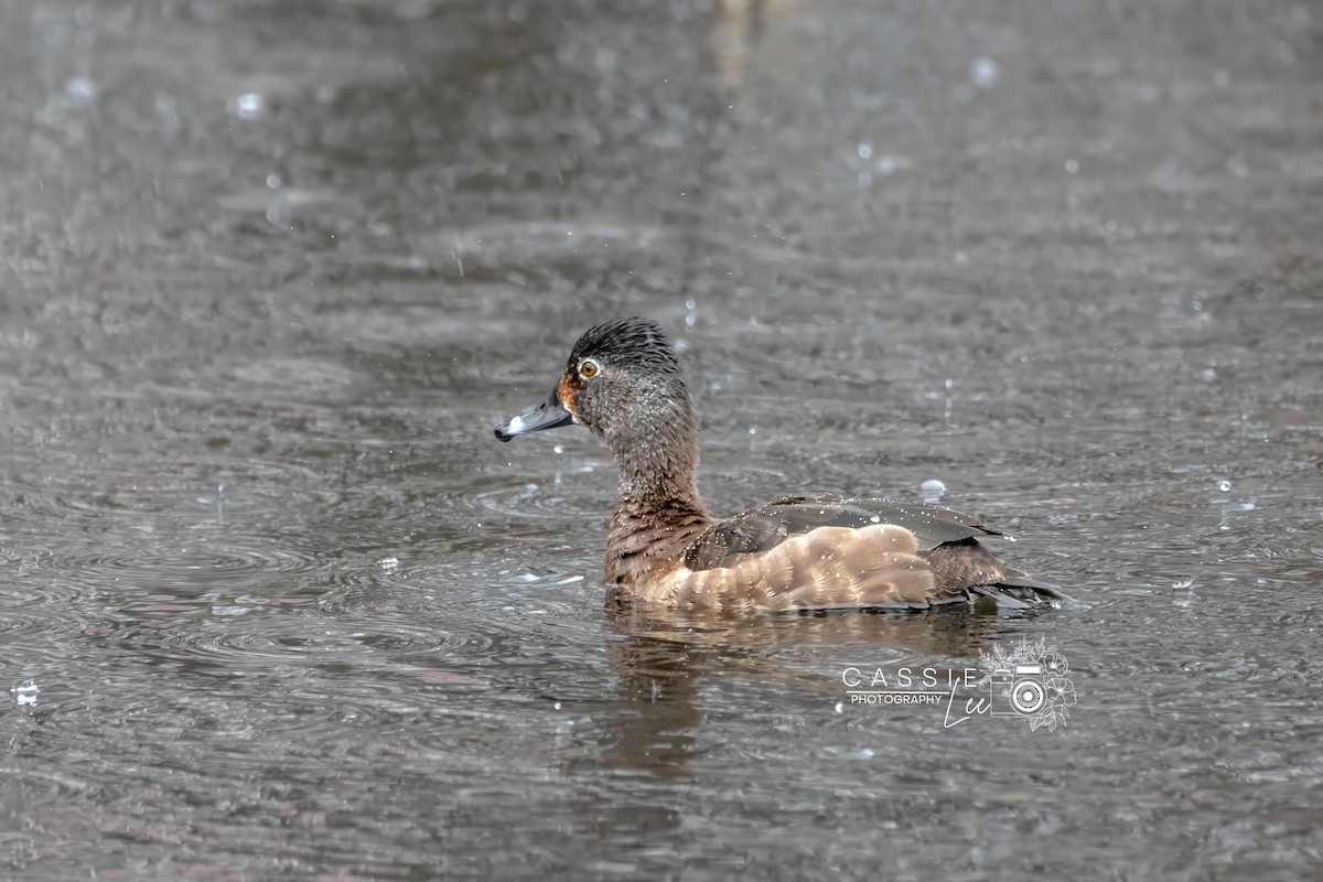 Ring-necked Duck - ML631939126