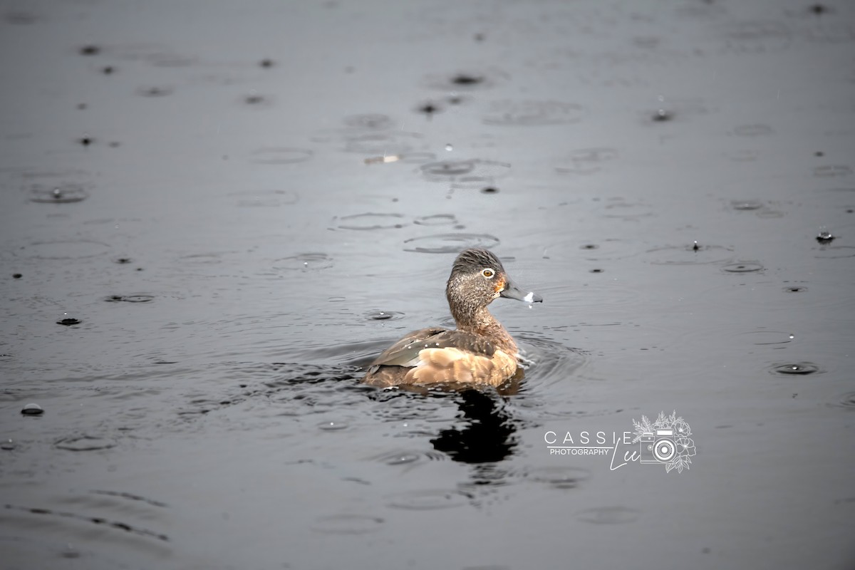 Ring-necked Duck - ML631939127