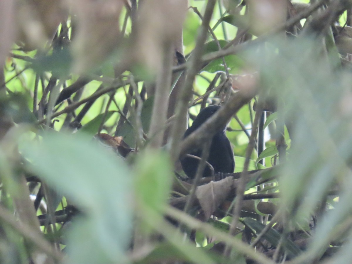 Blackish Tapaculo - ML631939221