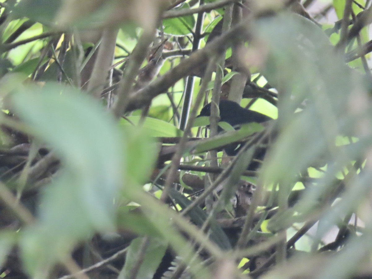 Blackish Tapaculo - ML631939227