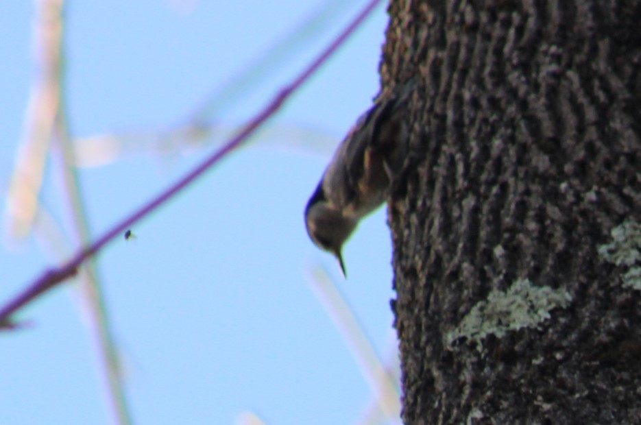 White-breasted Nuthatch - ML631939259