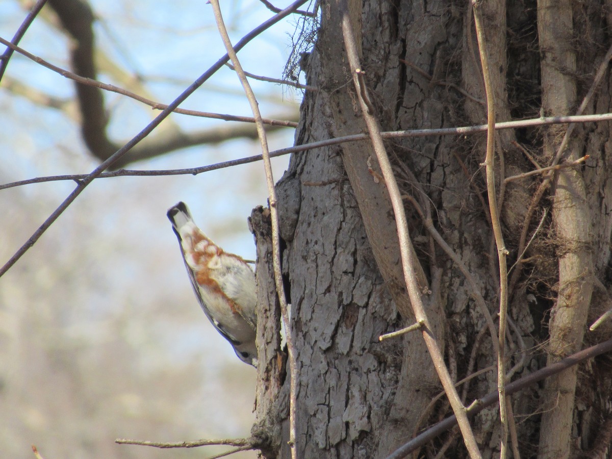 White-breasted Nuthatch - ML631939348