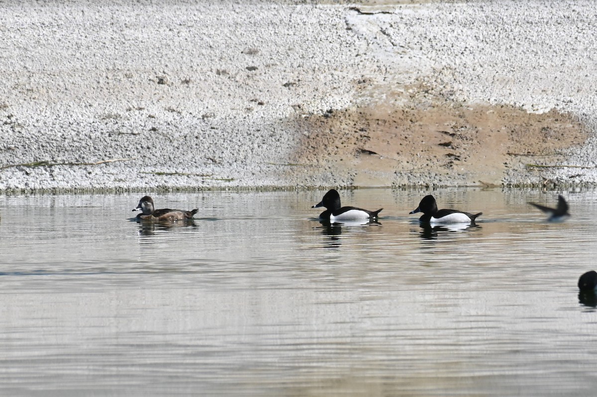 Ring-necked Duck - ML631939628