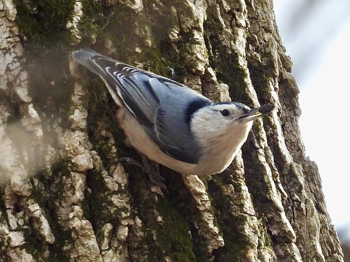 White-breasted Nuthatch - ML631939694