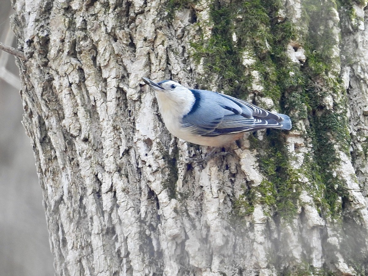 White-breasted Nuthatch - ML631939695