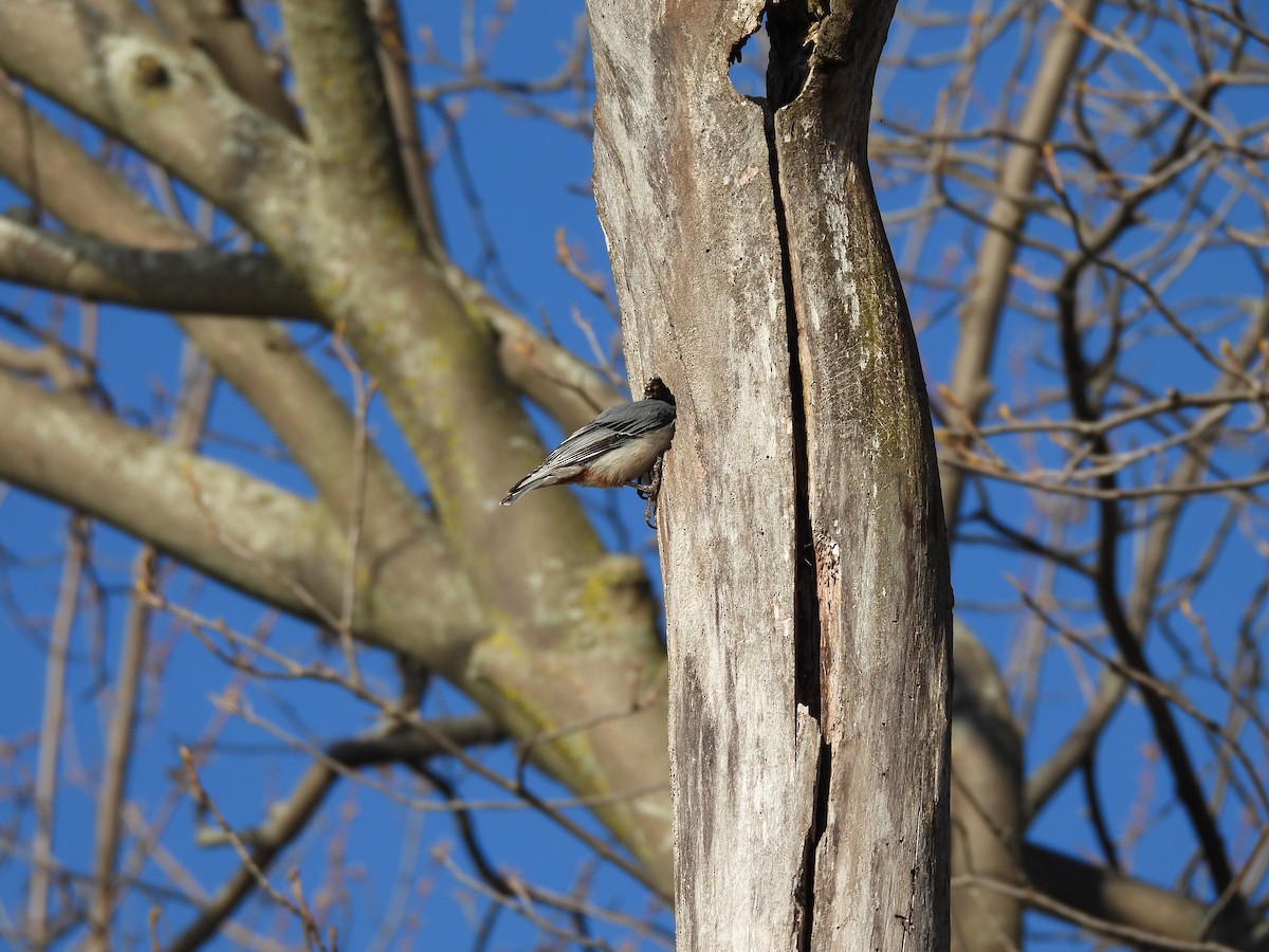 White-breasted Nuthatch - ML631939773