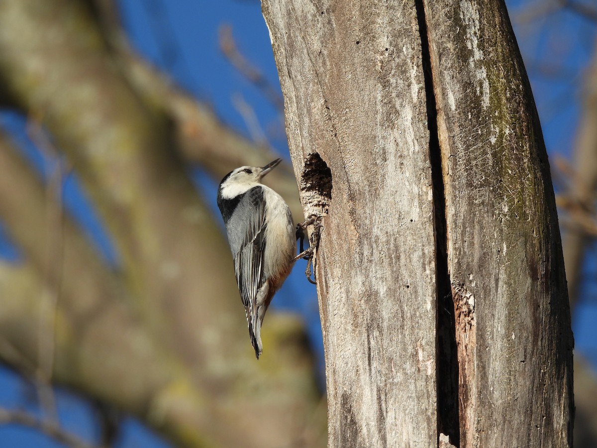 White-breasted Nuthatch - ML631939774