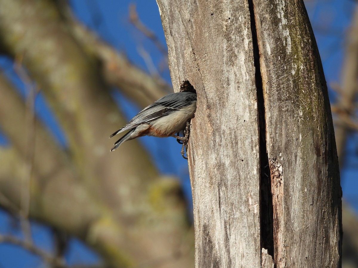 White-breasted Nuthatch - ML631939775