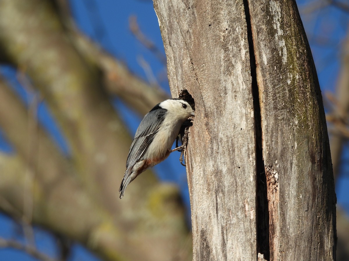 White-breasted Nuthatch - ML631939776